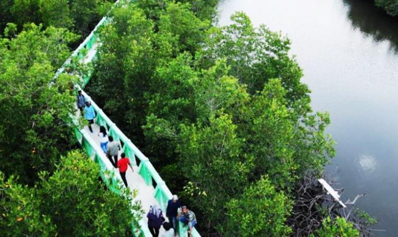 Wisata Mangrove Di Gorontalo Diserbu Wisatawan Lokal Portal Berita Bisnis Wisata